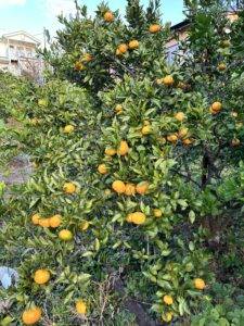 山ほど成った柑橘たち