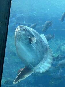 水族館の大きな魚