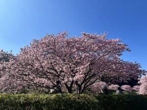 翌日は下賀茂温泉で河津桜を見る