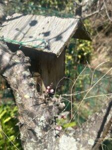 梅の木に設置してあった鳥の巣