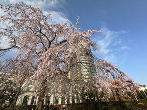 山下公園の枝垂れ桜