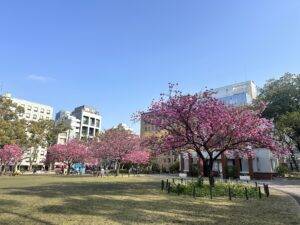 横浜公園の桜