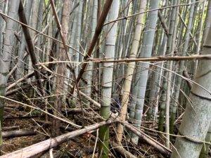 竹の山を登る